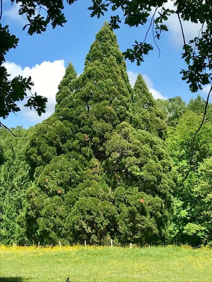 Domaine De Joreau Gennes-Val-de-Loire Dış mekan fotoğraf